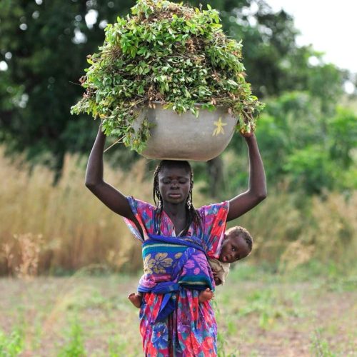 The Evolution of India’s Peanut Industry and Agrocrops’ Transformative Role | Internet & Social Media News